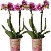 Kolibri Orchids | COMBI DEAL van 2 roze paarse phalaenopsis orchideeën...