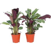 Ctenanthe 'gebedsplant' - Set van 2 - Burle-marxii - Pot 12cm - Hoogte...