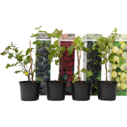 Bessenmix - Mix van 8 - Bessenplanten - Tuinplanten - Pot 9cm - Hoogte...