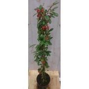 Cotoneaster Dwergmispel klimstruik 80 cm