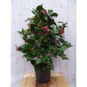 Camelia roze 120 cm