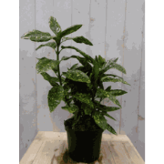 Broodboom Aucuba Japonica 100 cm