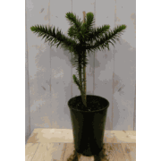 Araucaria 30 cm