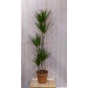 Kamerplant Drakenbloedboom Dracaena Marginata smal blad groen 200 cm