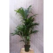 Kamerpalm Kentiapalm 200 cm kamerplant