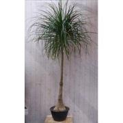 Olifantspoot Beaucarnea 160 cm kamerplant