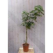 Schefflera Vingersboom geelbont of groen op stam 160 cm stam 50 cm kam...