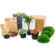 URBANJNGL - Planten terrarium pakket - Palm - 3 planten - Navul & Star...