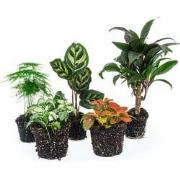 URBANJNGL - Terrariumplantenpakket Makoyana - 5 planten - Palm - Calat...