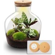 URBANJNGL - Planten terrarium - Fat Joe - Ecosysteem plant - ? 30 cm