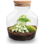 URBANJNGL - Planten terrarium • Little Joe • Ecosysteem plant • ? 21,5...