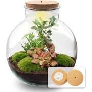 URBANJNGL - Planten terrarium • Bolder Bob Bonsai • Ecosysteem plant •...