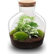 URBANJNGL - Planten terrarium - Fat Joe Groen - Ecosysteem plant - ? 3...