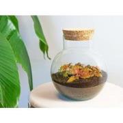 URBANJNGL - Plant Terrarium - Noah - DIY kit - ? 20 cm