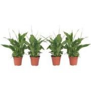 Spathiphyllum 'Lepelplant' - Set van 4 - Pot 12cm - Hoogte 30-40cm