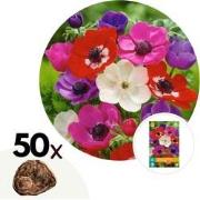 Anemone de Caen - Mix van 50 - Bloembollen winterhard - Tuin, pot of b...