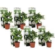 Hydrangea macrophylla - Wit - Set van 6 - Hortensia - Pot 9cm - Hoogte...