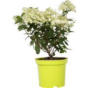 Hydrangea paniculata 'Bobo' - Pluimhortensia - Pot 19cm - Hoogte 25-40...