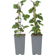 Ribes rubrum - Aalbes - Set van 2 - Rode bessen - ?15cm - Hoogte 50-60...