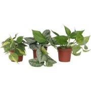 Epipremnum Mix - Set van 3 - Kamerplanten - Pot 12cm - Hoogte 25-40cm