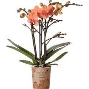 Kolibri Orchids | Oranje Phalaenopsis orchidee - Mineral Bolzano - pot...