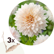 Dahlia 'Café au Lait' - Set van 3 - Dahliaknollen - Zomerbloeiers - Ro...