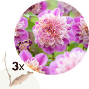 Dahlia 'Take Off' - Set van 3 - Dahliaknollen - Zomerbloeiers - Roze/p...