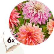 Dahlia 'Labyrinth' - Set van 6 - Dahliaknollen - Zomerbloeiers - Roze