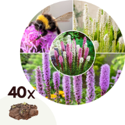 Liatris - Mix van 40 - Lampenpoetser - Wortelstokken - Prachtschaarde