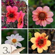 Dahliaknollen - 3 stuks - Dahlia 'Happy Single Mix'