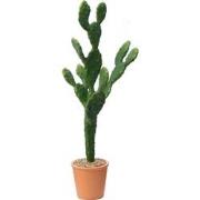 Cactus en Pot - Vert