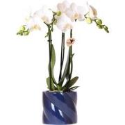 Kolibri Orchids | witte orchidee Amabilis + Candy sierpot blauw - potm...