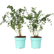 Gomboom - Set van 2 - Eucalyptus 'Baby Blue' - Hoogte 35-45cm - ?15cm