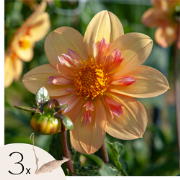 Dahliaknollen - Set van 3 - Dahlia 'Kelsey Annie Joy' - Oranje