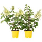 Pluimhortensia - Set van 2 - Hydrangea 'Candlelight' - Hoogte 25-40cm ...