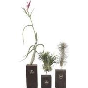 Luchtplantjes - Set van 3 - Tillandsia 'Burnt Wood Trio' - Hoogte 30-3...