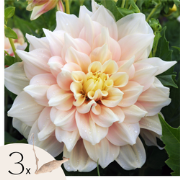 Dahliaknollen - Set van 3 - Dahlia 'Break Out' - Roze