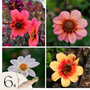 Dahliaknollen - Set van 6 - Dahlia 'Happy Single Mix'