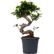 Chinese vijg - Set van 2 - Ficus microcarpa 'ginseng' - Hoogte 55-65cm...