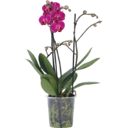 Orchidee paars - Phalaenopsis Multiflora - Hoogte 35-45cm - ?12cm