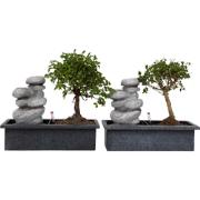 Bonsai met waterval - Set van 2 - Bonsai - Hoogte 25-35cm - ?29cm