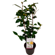 Japanse Roos - Camellia japonica 'Brush Field' - Hoogte 50-60cm - ?15c...