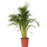 Areca goudpalm - Dypsis lutescens - Hoogte 140-150cm - ?27cm