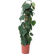 Philodendron - Philodendron scandens - Hoogte 150-160cm - ?27cm