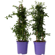 Sering - Set van 2 - Ceanothus Repens - Hoogte 60-70cm - ?17cm