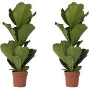 Vioolbladplant - Set van 2 - Ficus Lyrata - Hoogte 70-90cm - ?21cm