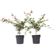 Japanse Esdoorn - Set van 2 - Acer 'Beni Maiko' - Hoogte 60-70cm - ?19...