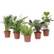 Luchtzuiverende kamerplanten - Set van 5 - Hoogte 25-40cm - ?12cm