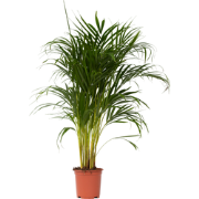 Areca goudpalm - Dypsis lutescens - Hoogte 100-120cm - ?21cm