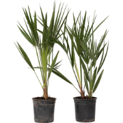 Dwergpalm - Set van 2 - Chamaerops humilis - Hoogte 50-60cm - ?15cm